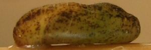 Pupae